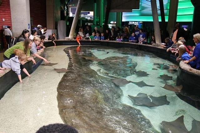 The Georgia Aquarium 