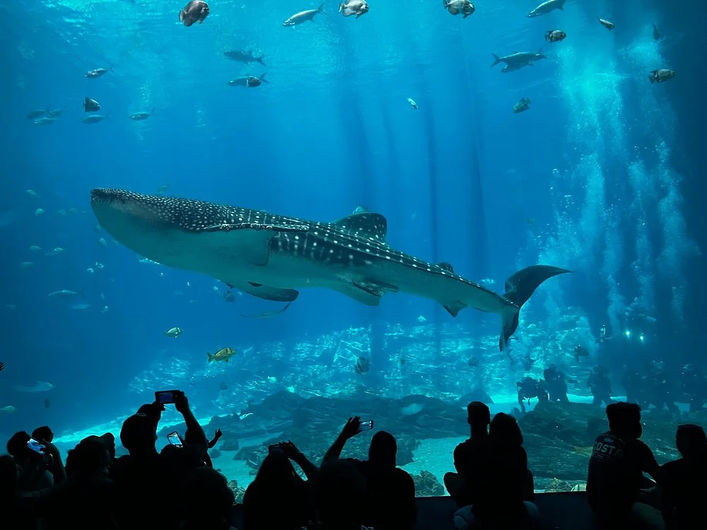 The Georgia Aquarium 