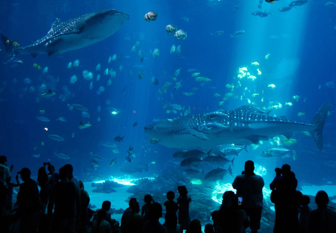 The Georgia Aquarium